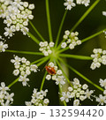 A small red beetle in the constellation of white forest flowers 132594420