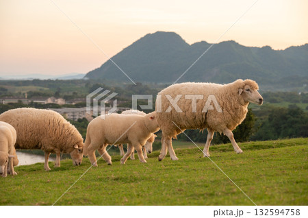 Herd of sheeps living in rural area of Chiang Rai province, Thailand. Herd of sheeps living in rural area of Chiang Rai province, Thailand. 132594758