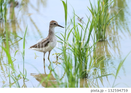 生き物　野鳥　ヒバリシギ、体長十五センチほど。淡水好きの小さなシギ、旅の途中。石垣島の水田で 132594759