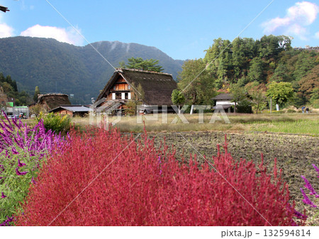 真っ赤なコキアと白川郷合掌集落 132594814