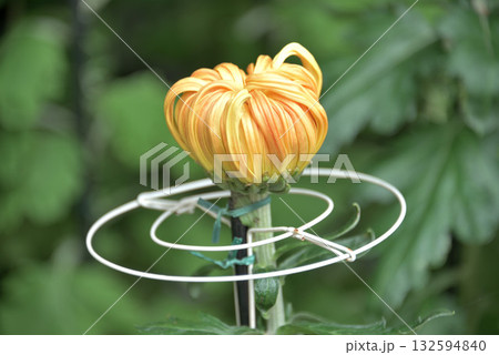 菊花展 菊花展 132594840