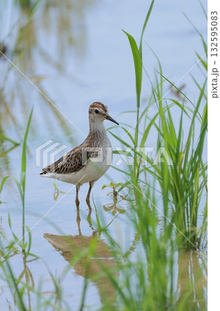 生き物　野鳥　ヒバリシギ、首を伸ばした姿はスマート。胸元は斑点模様、境目は不明瞭で腹部は白色 132595083