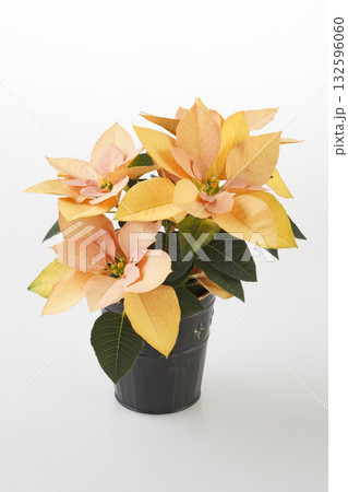 ポインセチア（ゴールド） 132596060