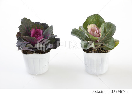 葉牡丹 葉牡丹 132596703