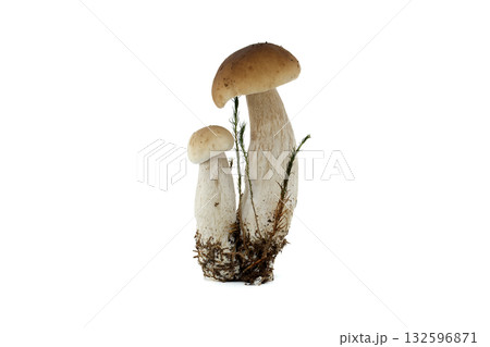 Fresh penny bun mushrooms isolated on white background for culinary use 132596871