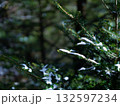 雪が積もった針葉樹 132597234