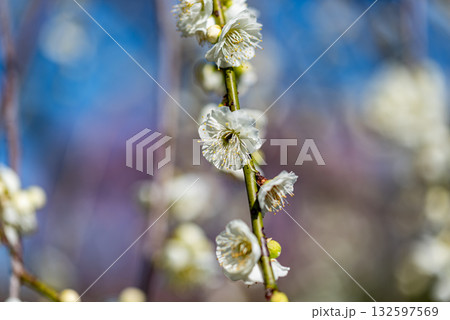 春の青空に映えるしだれ梅 132597569