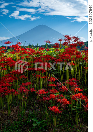 富士山と木漏れ日が射す彼岸花 132597646