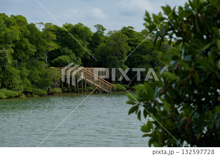 沖縄　金武町億首川のマングローブ林に遊歩道 132597728