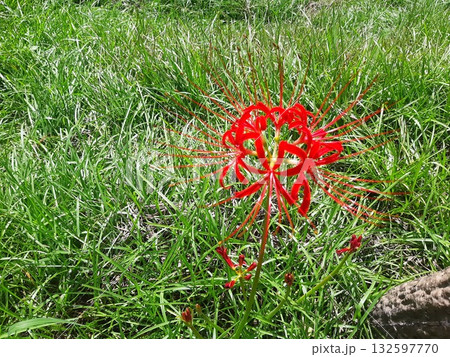 彼岸花　花　赤い花 132597770