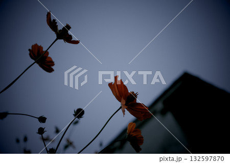 空に向かって伸びるコスモス 132597870