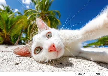 Adorable Fat Cat Relaxing on Tropical Beach Under Bright Sunny Sky 132598100