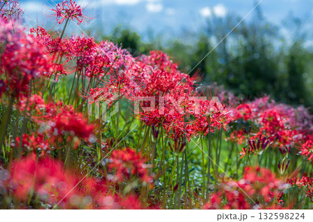 睦美の彼岸花群生地　豊橋市 132598224