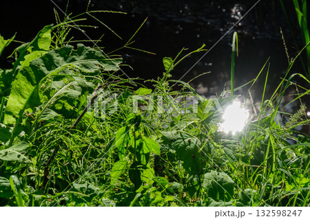 輝く水辺 132598247