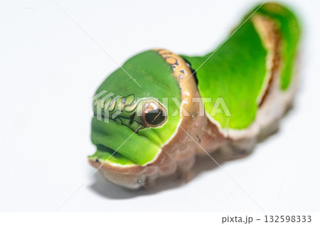 揚羽蝶の幼虫 132598333