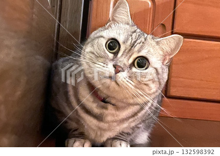 見上げる表情の猫(アメリカンショートヘア) 見上げる表情の猫(アメリカンショートヘア) 132598392