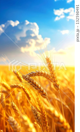 Wheat Field Wheat Field 132598491
