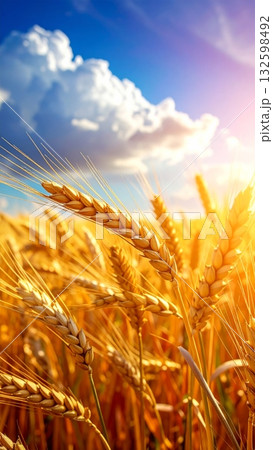 Wheat Field 132598492