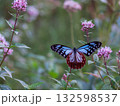 フジバカマに来たアサギマダラ　豊川市　東三河ふるさと公園 132598537