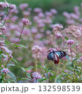 フジバカマの蜜を吸うアサギマダラ　豊川市　東三河ふるさと公園 132598539