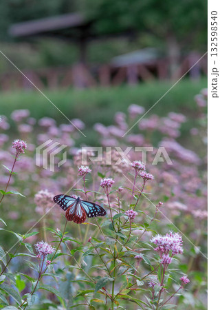 アサギマダラ 豊川市 東三河ふるさと公園 アサギマダラ 豊川市 東三河ふるさと公園 132598540