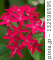 ペンタスの赤い花 132598595
