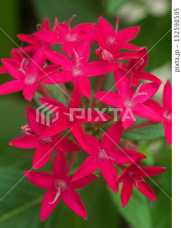 ペンタスの赤い花 132598595