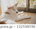 日光浴のイヌ 132598596