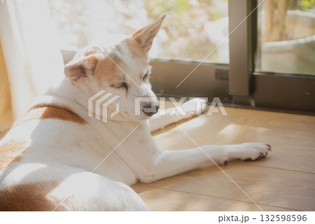 日光浴のイヌ 132598596