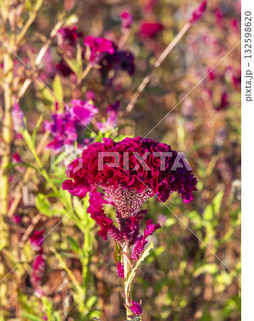 鮮やかなケイトウの花 132598620