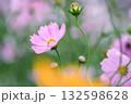 コスモスの花 132598628