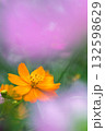 コスモス畑に咲くキバナコスモス 132598629