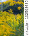 セイタカアワダチソウ の群生地 132598630