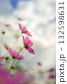 コスモス畑に咲く秋桜 132598631