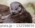 ぬくもりの中のまなざし 132598656