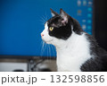 猫の横顔 132598856