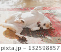 日光浴のイヌ 132598857