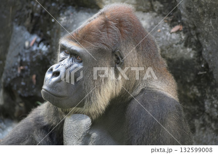 写真を撮りますか、と静止してシャッターを待っているゴリラ 写真を撮りますか、と静止してシャッターを待っているゴリラ 132599008