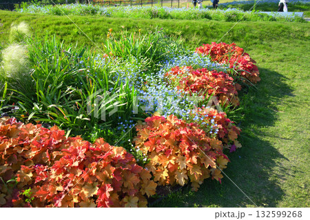 モリコロパーク　露地植え 132599268