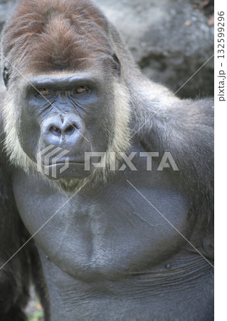 目つきの悪い人間は嫌いだと思う目つきの悪いゴリラ 132599296