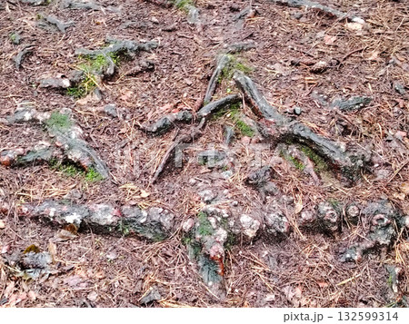 Roots and pine needles covering the forest ground. 132599314