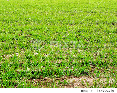 Green grass in a field. Green grass in a field. 132599316