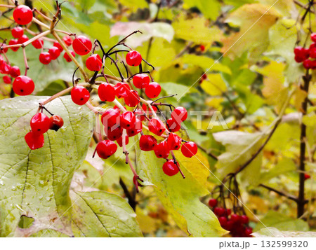 Branch with bright red viburnum berries. 132599320