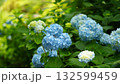 鮮やかに咲く青い紫陽花 132599459