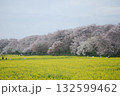 春の幸手権現堂の桜と菜の花 132599462