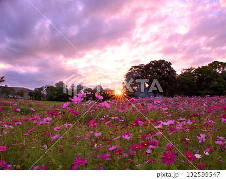 京都府木津川市に残る恭仁宮跡近くの畑で夕日に照らされるコスモスの花 京都府木津川市に残る恭仁宮跡近くの畑で夕日に照らされるコスモスの花 132599547