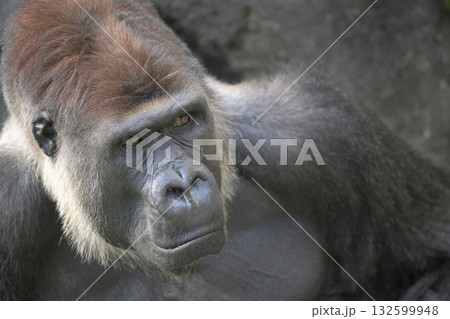 男の哀愁がにじみ出る写真を撮ってくれるかなと期待するゴリラ 132599948