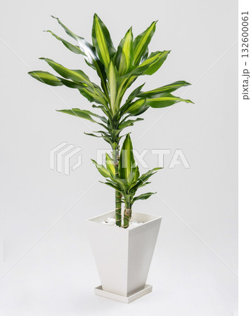 観葉植物　幸福の木 132600061