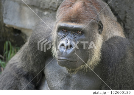 どこから見てもいいオトコだろうと自信過剰なハンサムゴリラ どこから見てもいいオトコだろうと自信過剰なハンサムゴリラ 132600189