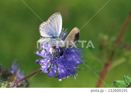 秋の庭に咲く紫色のダンギクの花の蜜を吸う2匹のヤマトシジミ蝶 132600191
